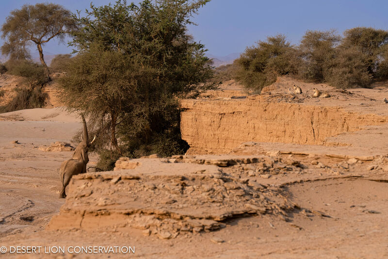 Elephant bull moves passed lions lying on the bank of the Hoanib River. Desert Lion Conservation 2024 - Lion of the Skeleton Coast