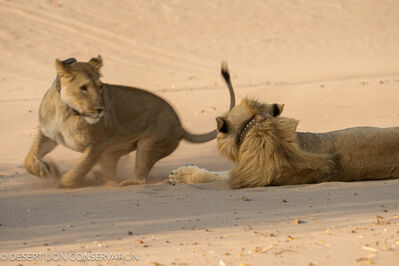 Social interactions between a male and two lionesses in the lower Hoanib River. Desert Lion Conservation 2024 - Lion of the Skeleton Coast