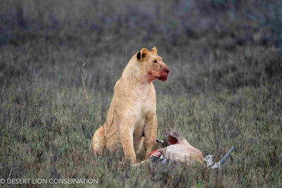 Young Orphan lioness “Gamma” guarding her kill. Desert Lion Conservation 2024 - Lion of the Skeleton Coast