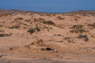 Lionesses feeding on the gemsbok carcass next to the road at Klein Oasis spring at Shipwreck Lodge Desert Lion Conservation 2024 - Lion of the Skeleton Coast