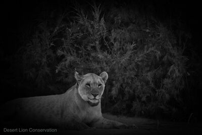  Young lionesses Xpl-151 “Gamma” with her new radio collar.