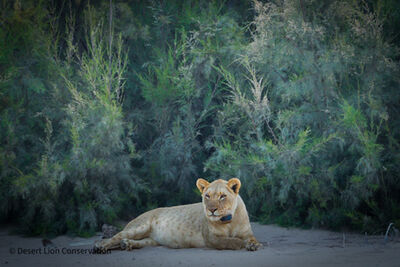  Young lionesses Xpl-151 “Gamma” with her new radio collar.