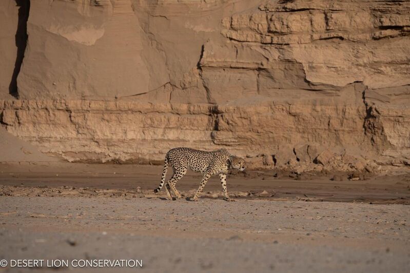 With the movement of game into the hyper-arid western regions of the Northern Namib, cheetah and their spoor were observed in several of the lower ephemeral river systems, including the Hoaruseb, Hoanib rivers and the and the Uniab Delta.