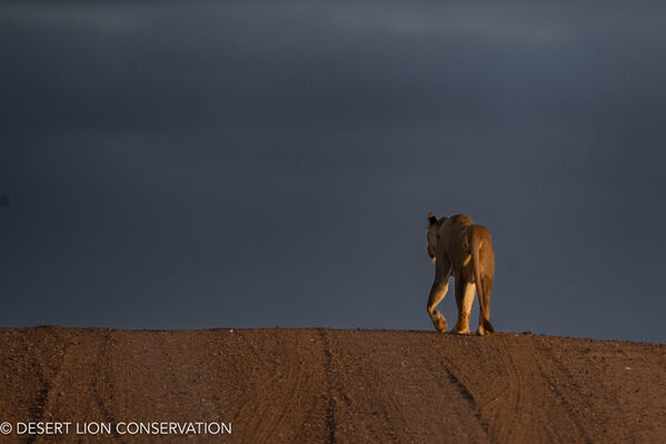 Lioness walks along main road ,as if she owns it, in the Skeleton Coast National Park.