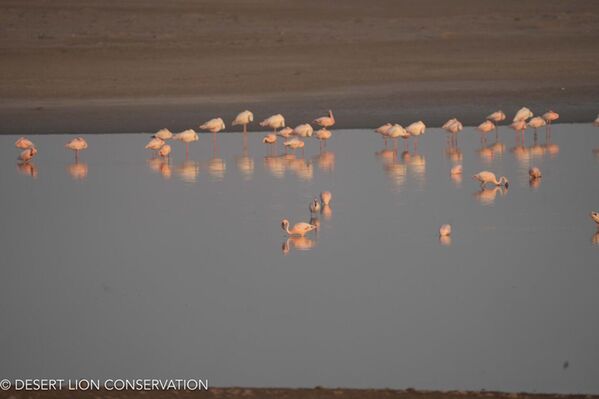 Flamingo is at the Hoanib Lagoon