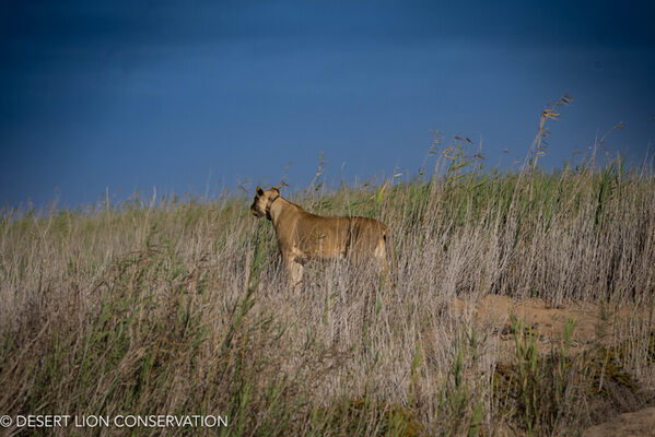 Lioness scans the reed-beds and searches for prey animals.