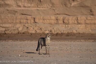 With the movement of game into the hyper-arid western regions of the Northern Namib, cheetah and their spoor were observed in several of the lower ephemeral river systems, including the Hoaruseb, Hoanib rivers and the and the Uniab Delta.