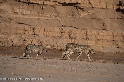 With the movement of game into the hyper-arid western regions of the Northern Namib, cheetah and their spoor were observed in several of the lower ephemeral river systems, including the Hoaruseb, Hoanib rivers and the and the Uniab Delta.