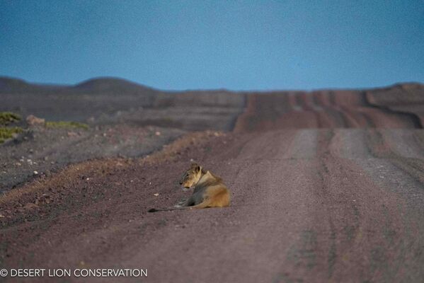 Lioness lies on main road, between Torra and Terrace Bay, at sunrise shortly before Christmas.